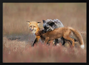 Fox Family Poster