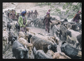 Livestock on the way from pastures Poster