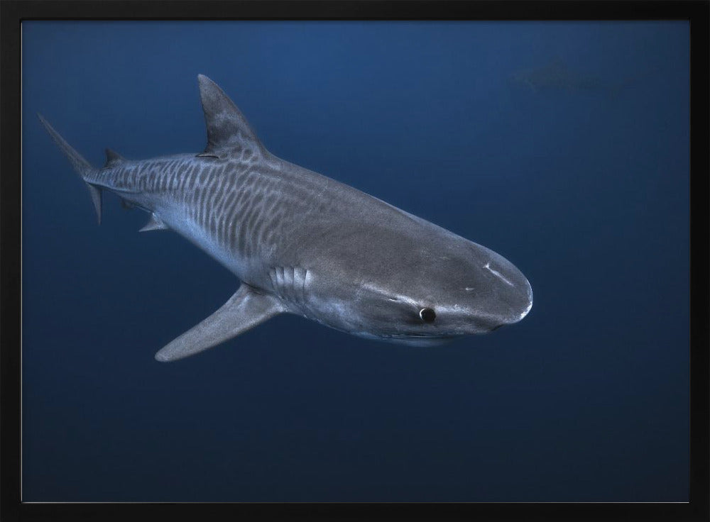 Tiger Shark Poster