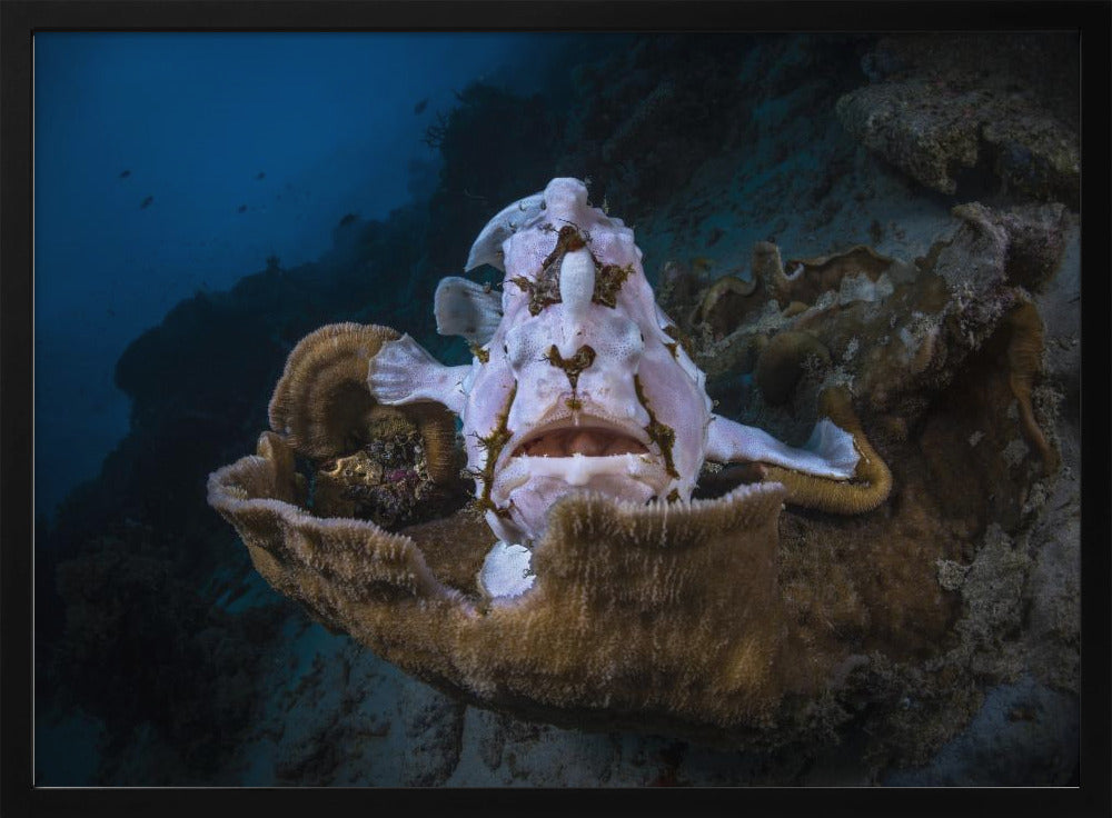 The Frogfish Trone Poster