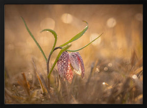 Swamp tulip Poster