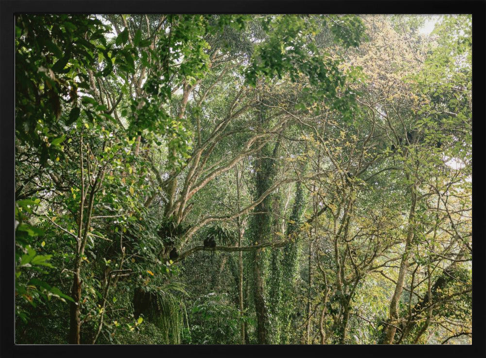 Monkeys in Lombok Poster