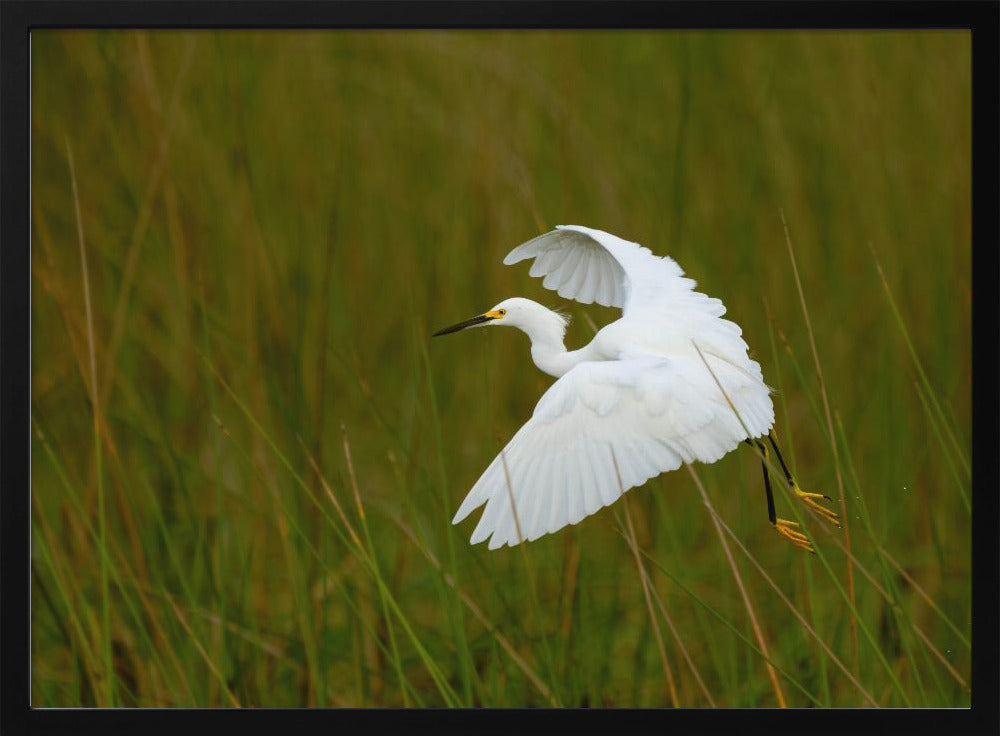 Grass Hopper Poster