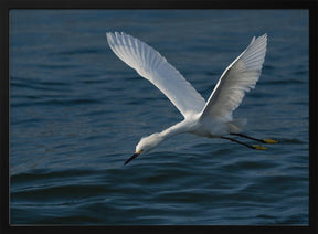 Gliding over the Ocean Poster