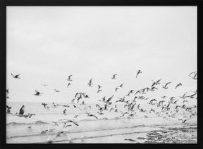 Seagulls - Coastal black and white Poster