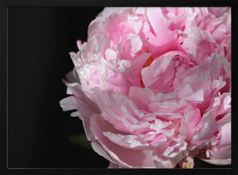 Pink peony IV Poster