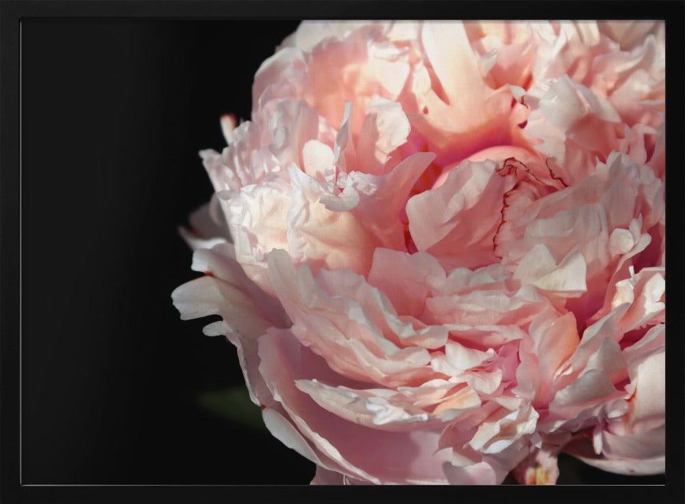 Blush peony IV Poster