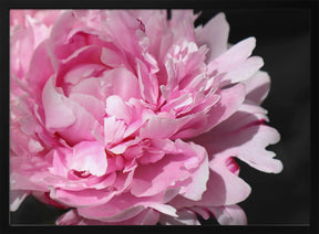 Pink peony VI Poster