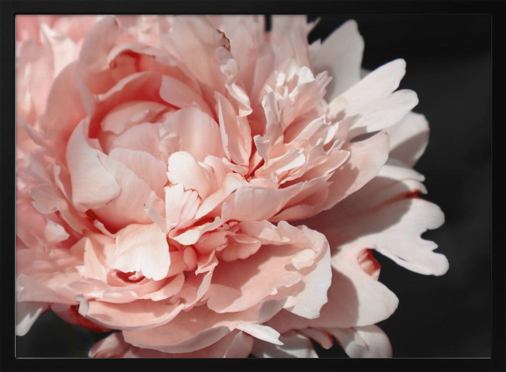 Blush peony VI Poster