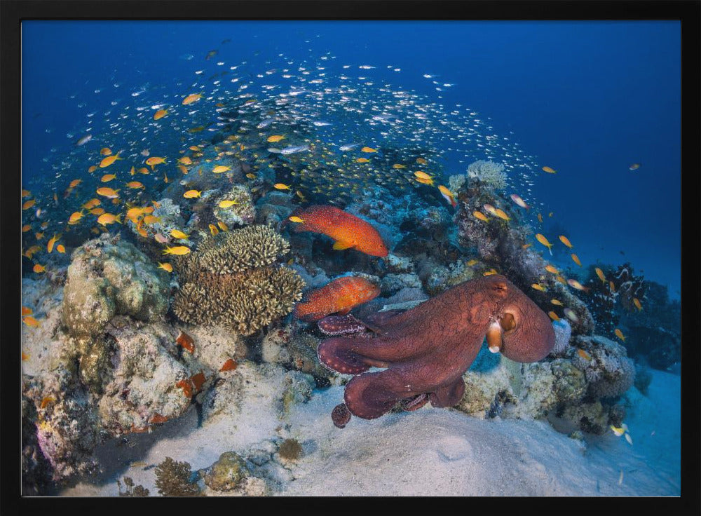 Octopuses and groupers Poster