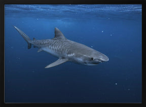 Tiger shark Poster