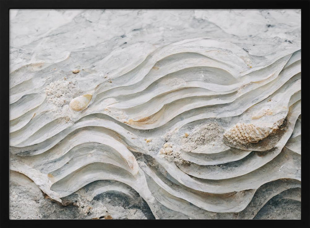 Sea Shell Detail No 6 Poster