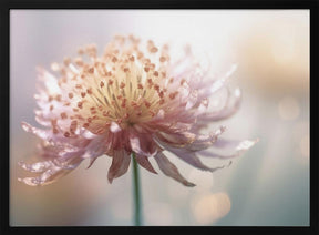 Gentle Pink Flower Poster