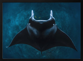 Mobula alfredi Poster