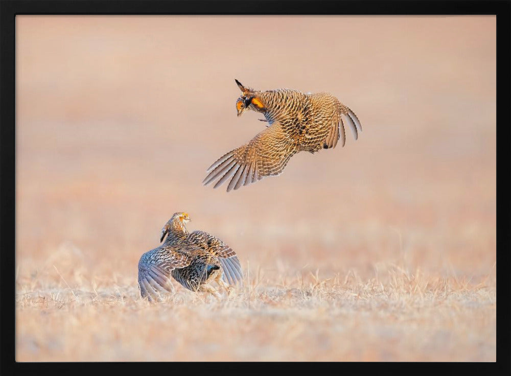 Greater Prairie Chicken Poster