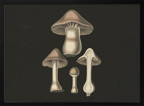 Agaricus Bulbosus  Dark Background Poster