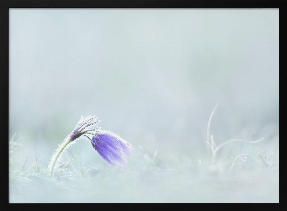 Close-up of purple flower on field Poster