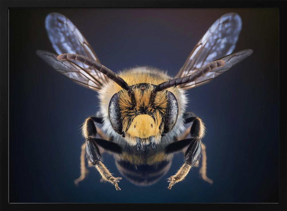 WildBee Poster