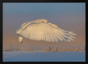 Snowy Owl Poster