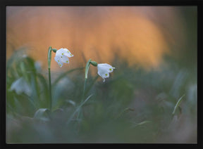 Close-up of white snowflake on field, sunset Poster