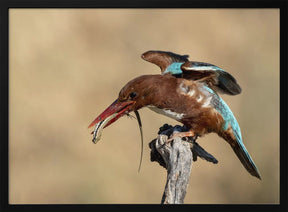 Kingfisher Poster