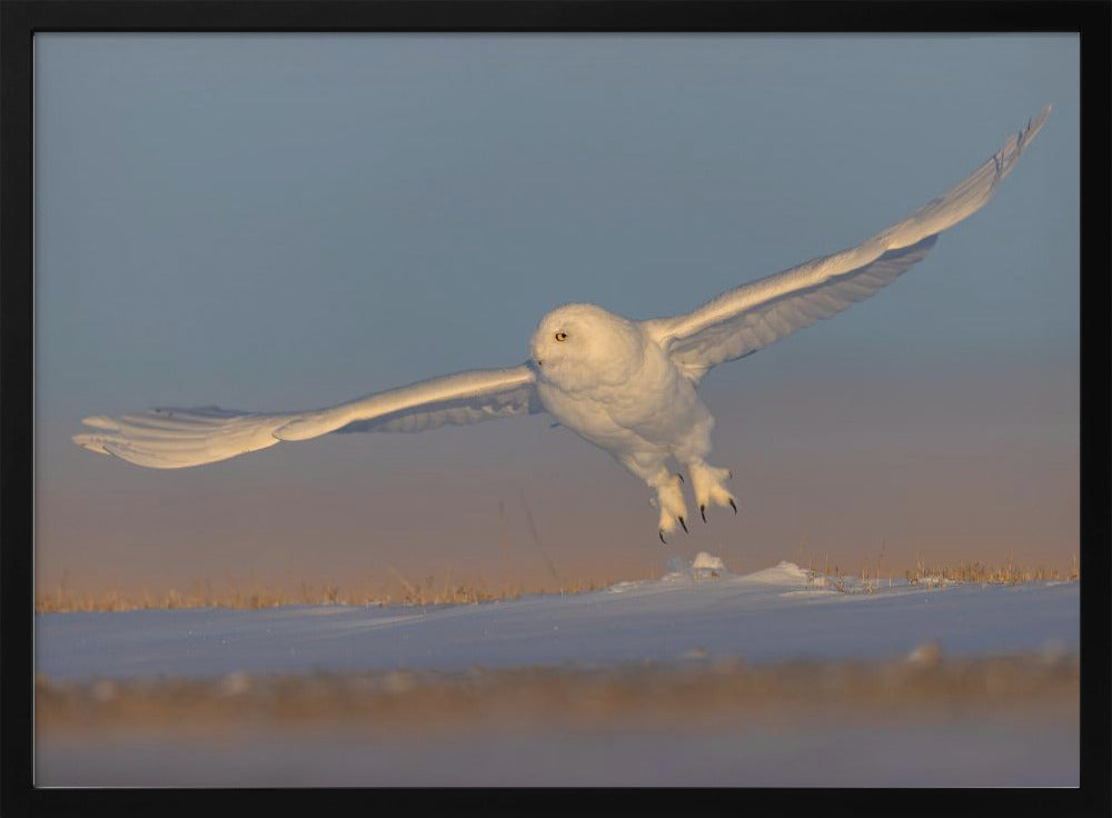Snowy Owl Poster