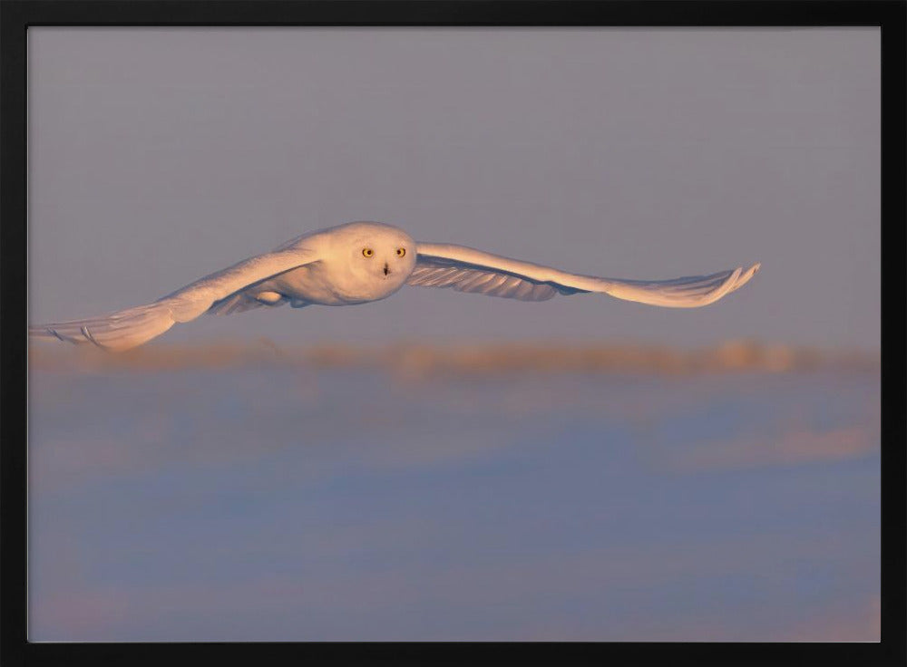 Snowy Owl Poster