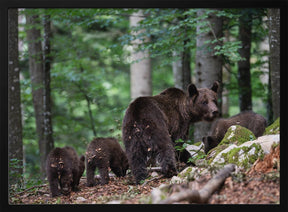 bear family Poster