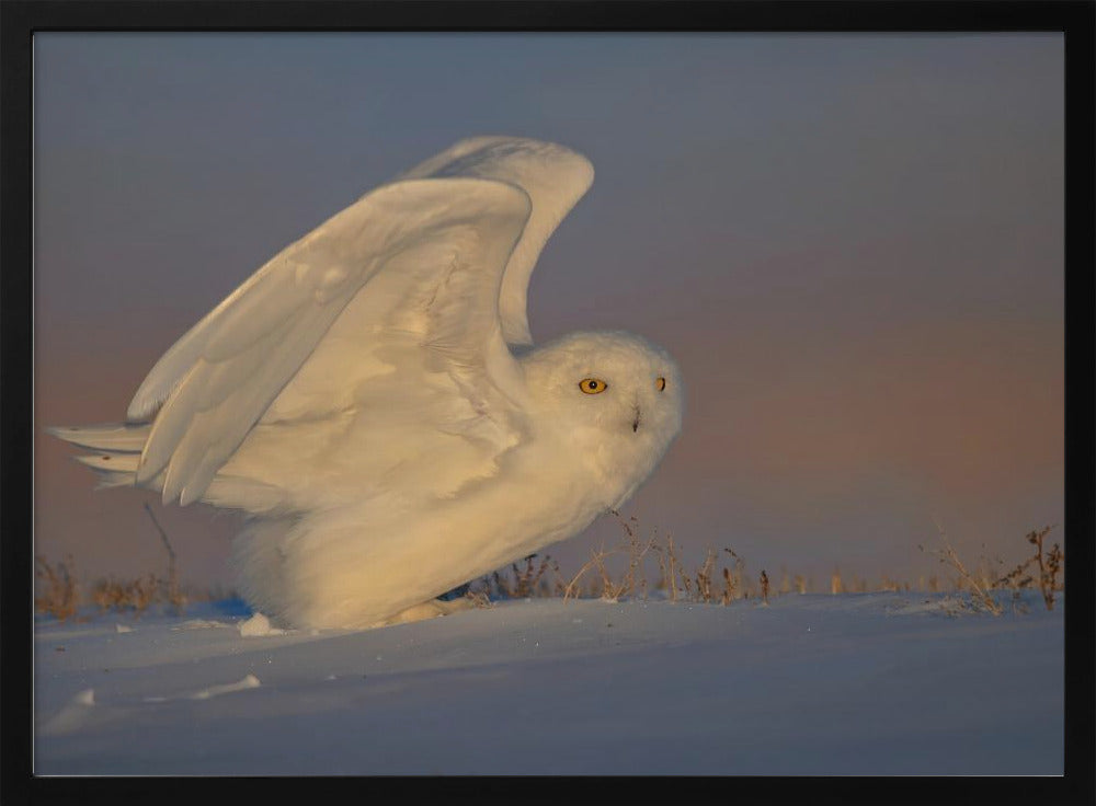 Snowy Owl Taking Off Poster