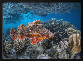 Tassled scorpionfish Poster