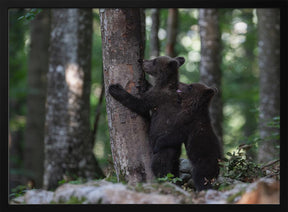 playing bear cubs 1 Poster