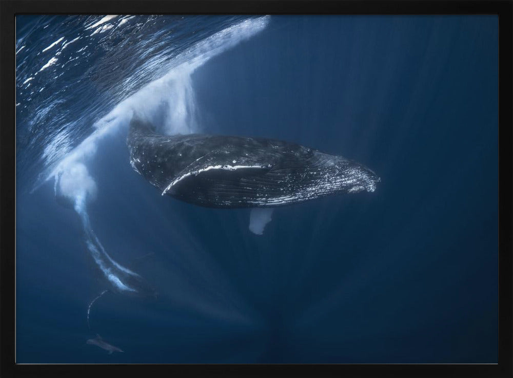 Humpback whale in active group Poster