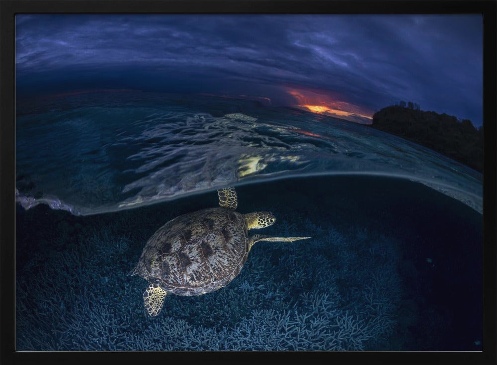 Green turtle at sunset Poster