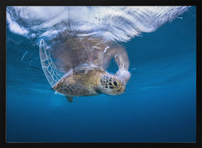 Swimming Green Turtle Poster