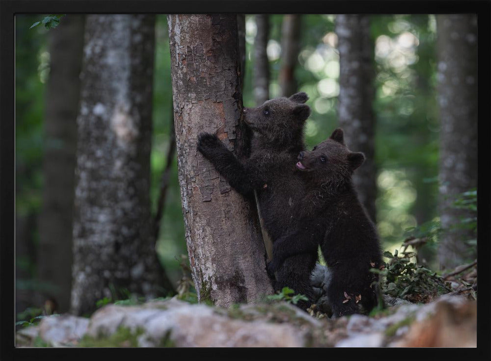 playing bear cubs 2 Poster