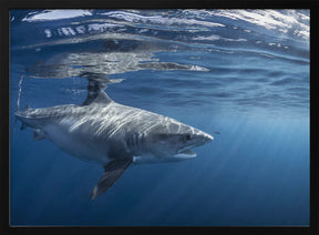 Encounter with a big tiger shark Poster