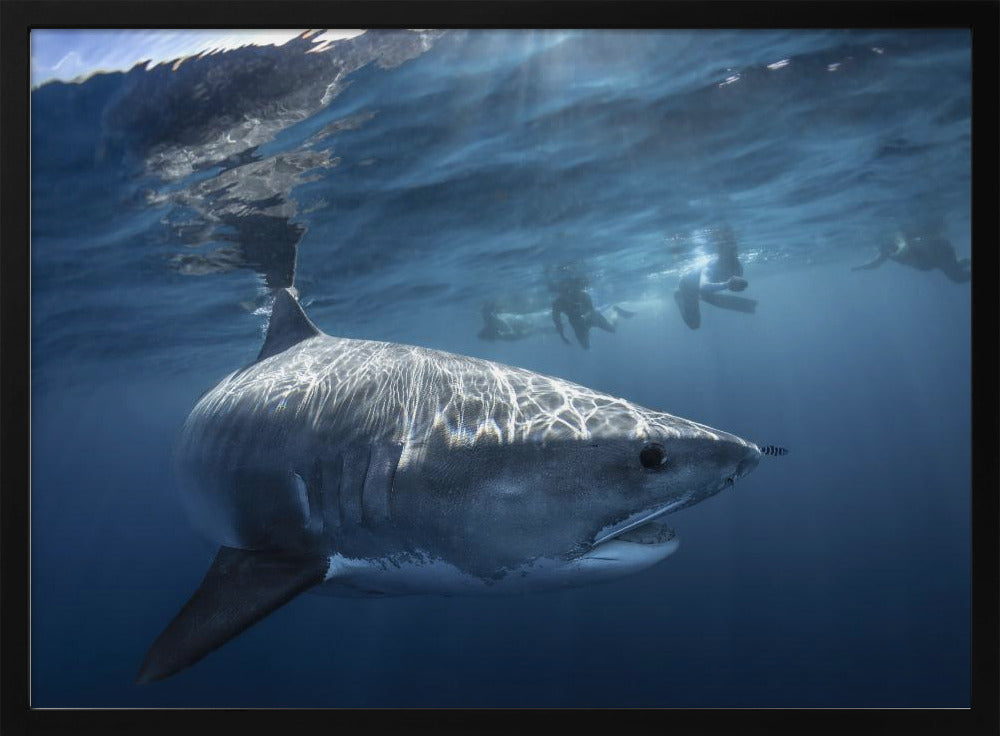 A Tiger shark is looking at me Poster