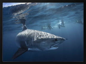 A Tiger shark is looking at me Poster