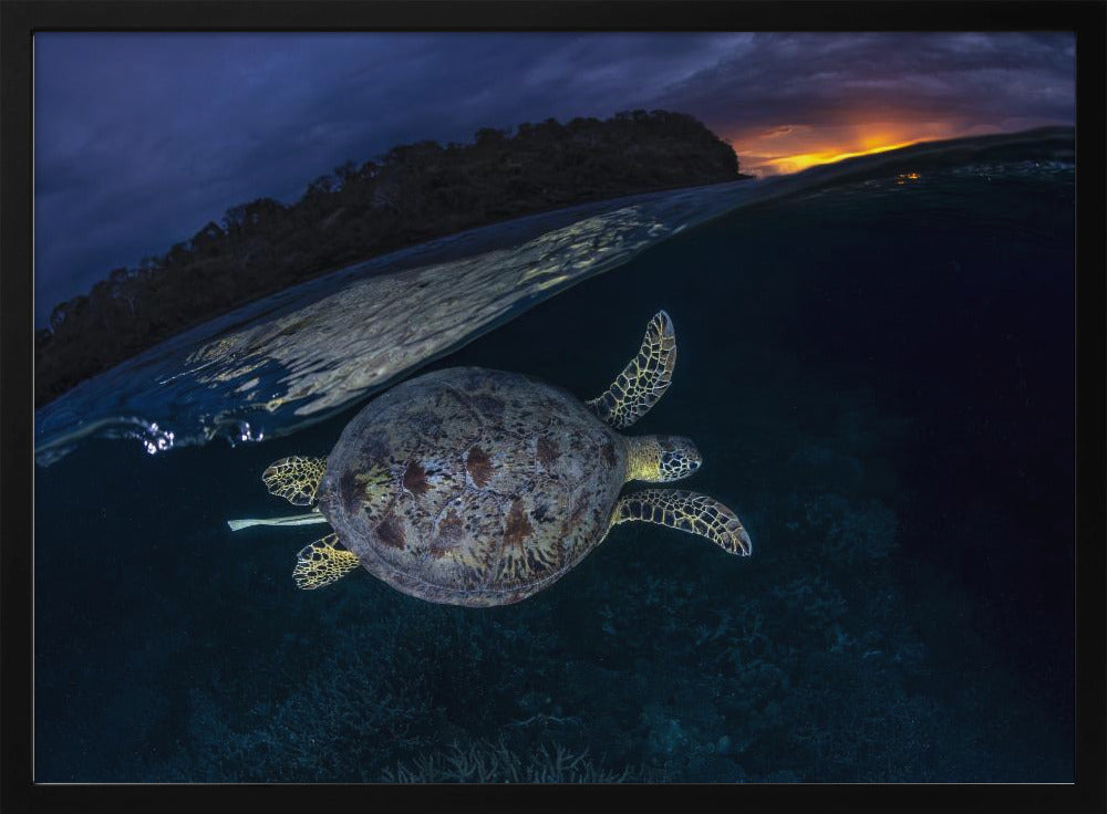 The green turtle and the blue hour Poster