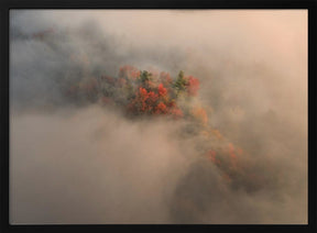 Foliage in the Fog Poster