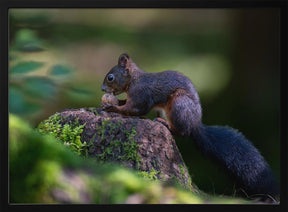 Squirrel with nut Poster