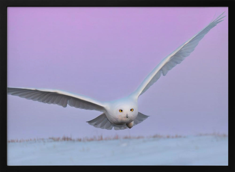 Snowy Owl in Flignt Poster