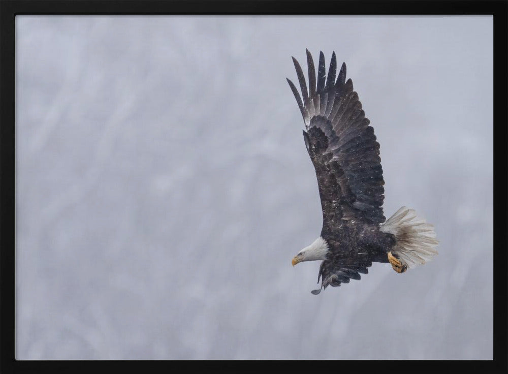 Bald Eagle in the Snow Poster