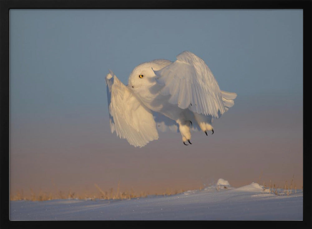 Snowy Owl Poster