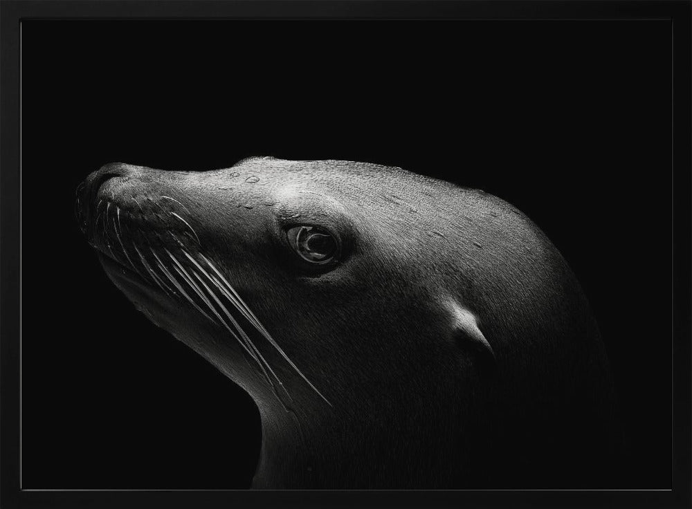 Sea Lion Poster