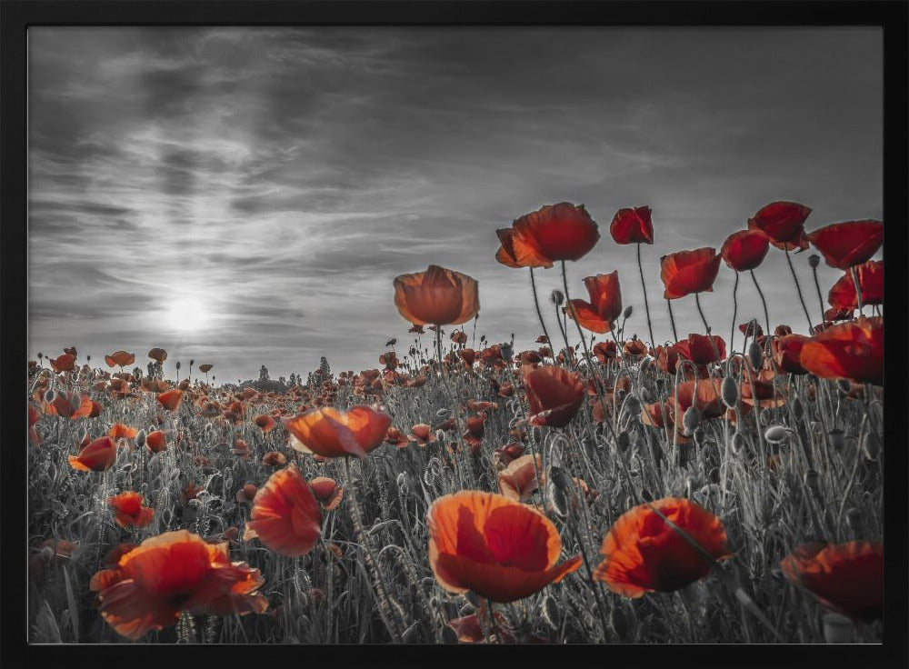 Poppies in the sunset | colorkey Poster