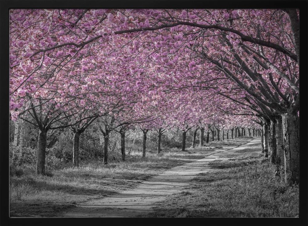 Charming cherry blossom alley in pink Poster