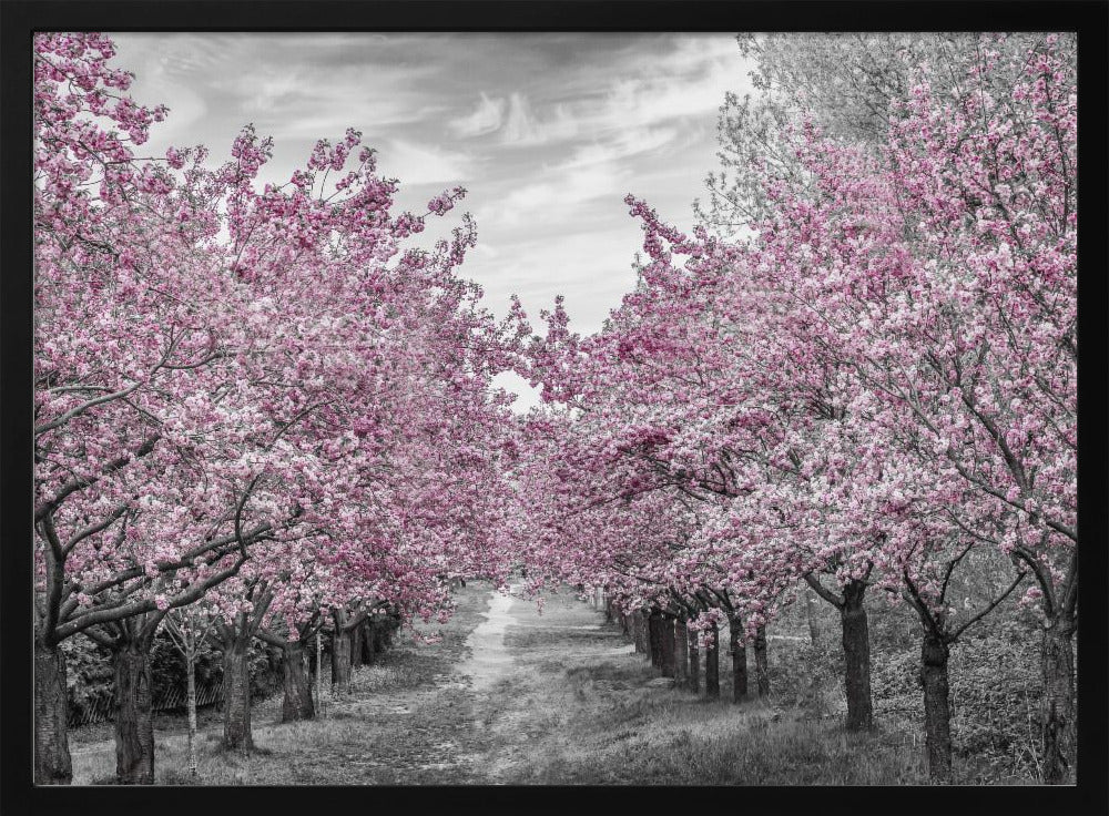 Charming cherry blossom alley Poster