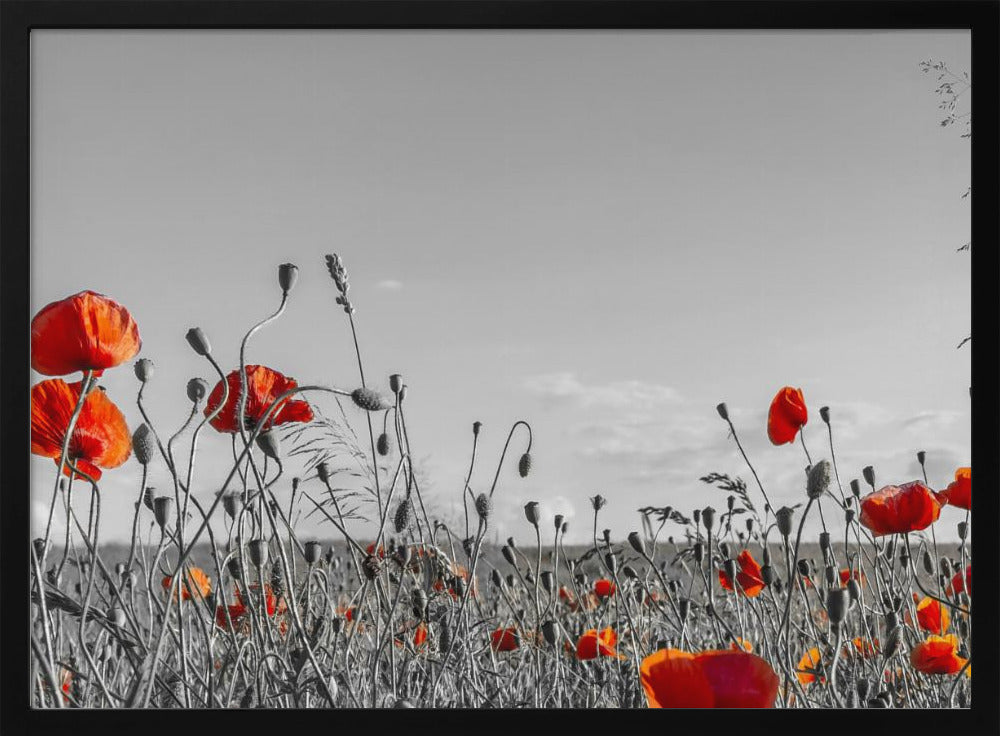 Lovely Poppy Field | panoramic view Poster