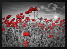 Idyllic Field of Poppies with Sun Poster